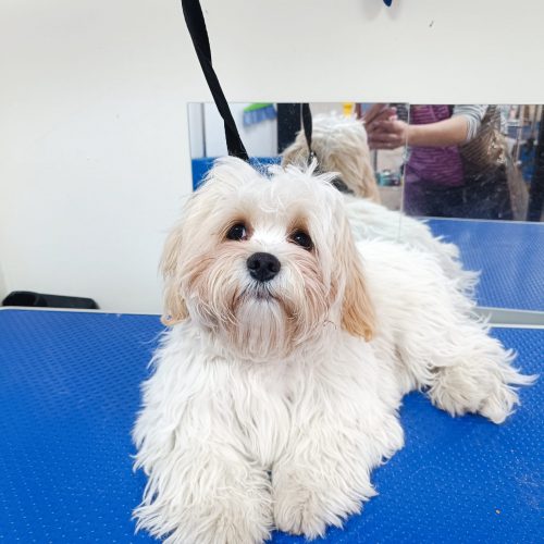 WhatsApp Image 2026-01-28 at 11.47.36 (1)