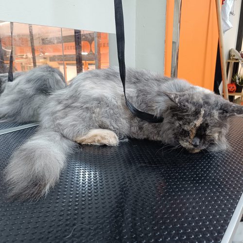 תמונה של WhatsApp‏ 2025-12-01 בשעה 15.40.41_1b492187