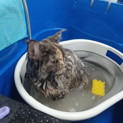 תמונה של WhatsApp‏ 2025-12-01 בשעה 15.40.41_1d0c9dff