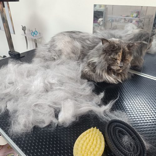 תמונה של WhatsApp‏ 2025-12-01 בשעה 15.40.41_902ab495