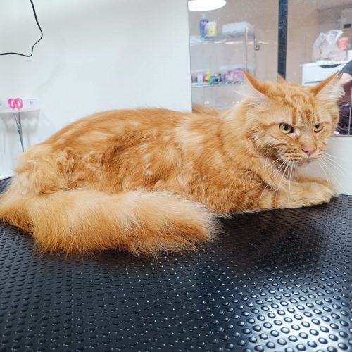 תמונה של WhatsApp‏ 2025-12-01 בשעה 15.41.24_8b7e40af